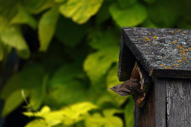 Shooting birds and a free&nbsp;lunch